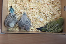 130726 --- R20, R22 och R25